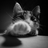 fay-
