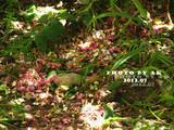 conew_img_6203副本