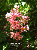 conew_img_6204副本