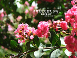 conew_img_6208副本