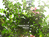 conew_img_6233副本