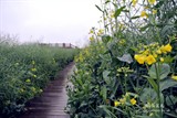 conew_dsc_3393