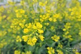 conew_dsc_3483