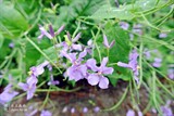 conew_dsc_3520