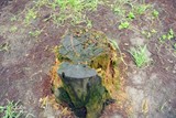 conew_dsc_3584