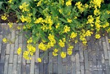 conew_dsc_3669