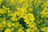 conew_dsc_3670