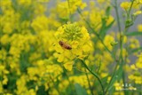 conew_dsc_3673