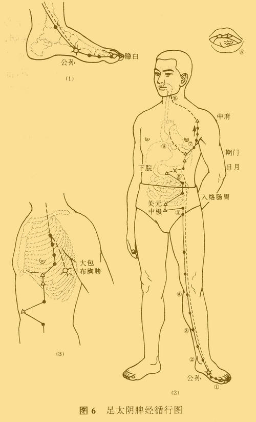 图6-足太阴脾经循行图