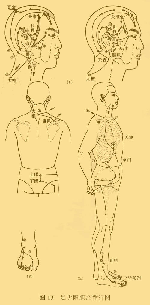 图13-足少阳胆经循行图