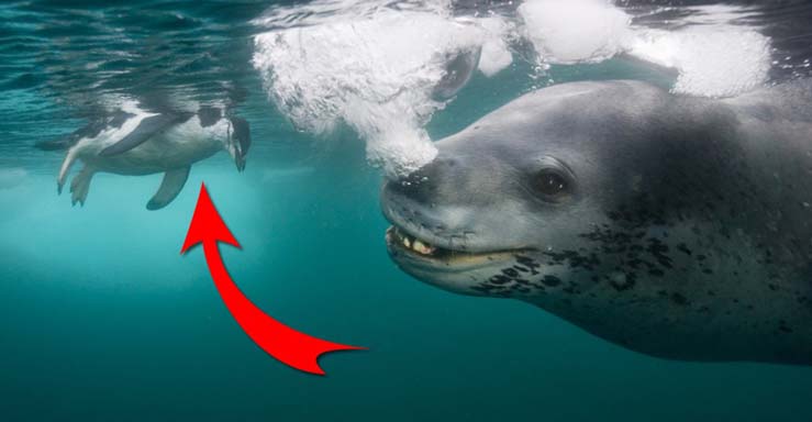 豹头痛哭 海豹表情包