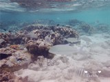 DSCF7996