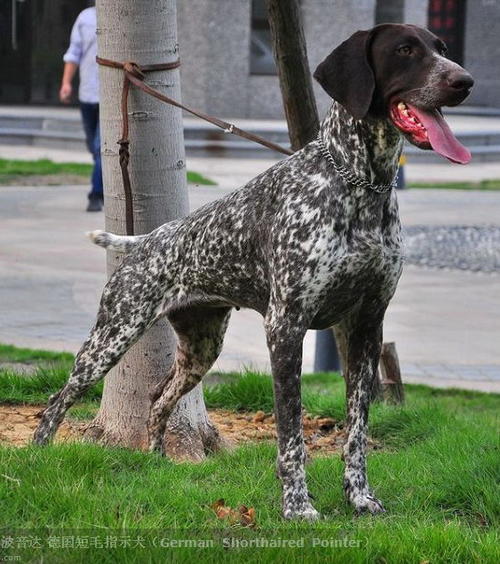 波音达 指示犬 德国短毛波音达 德国短毛指示犬 忠骏犬舍 (5)